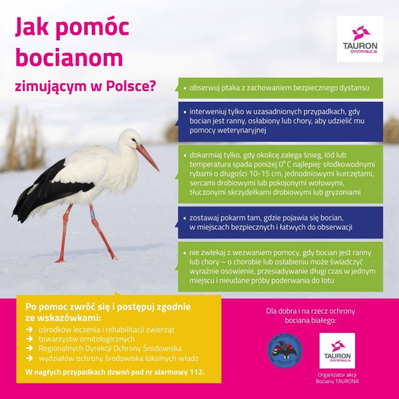 Zdjęcie: Jak pomóc bocianom zimującym w Polsce?